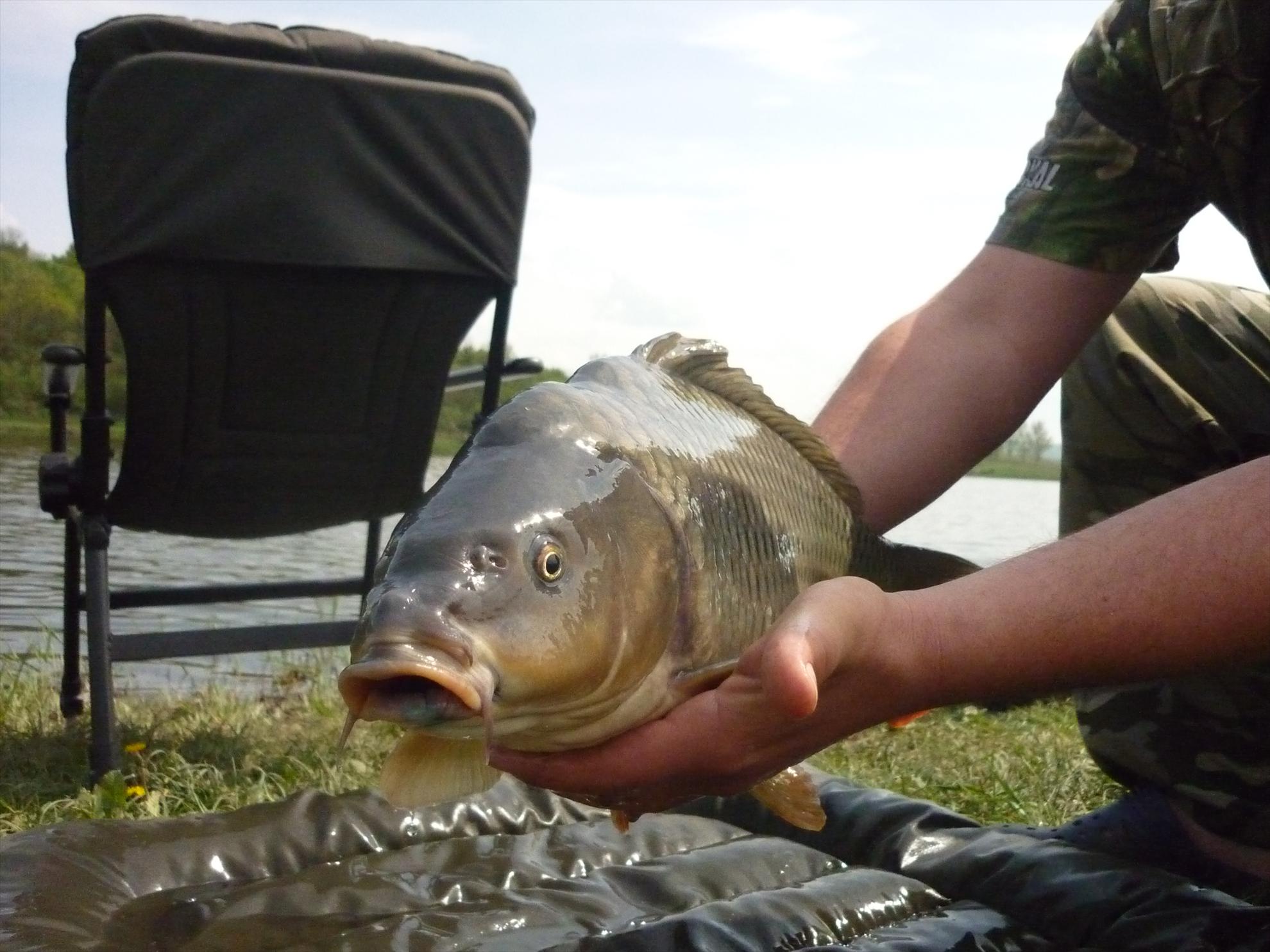 Stejeris 2011 - p1020010.JPG